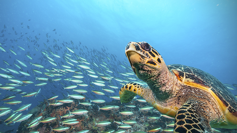 Seychelles Turtle